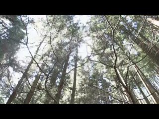 video by tsuna kimura big ass